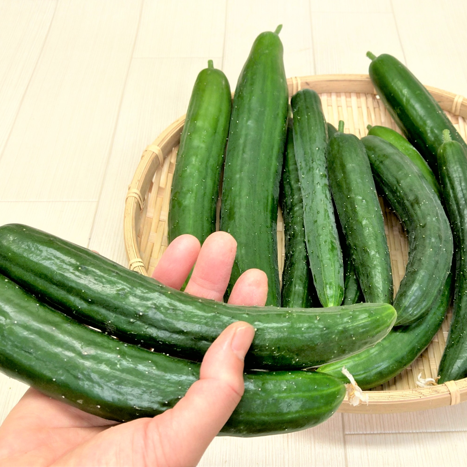 産地直送『きゅうり』 栽培期間中、農薬不使用 ビックサイズ １５㎏