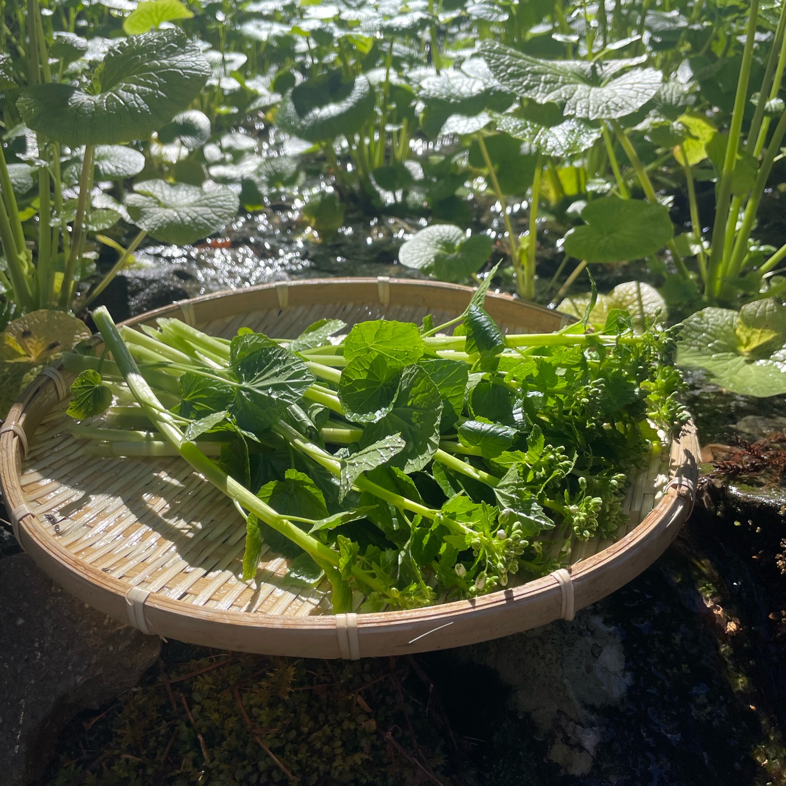 わさびの花500g わさび中サイズ600g 朝獲れ】東京産 わさびの花 ｜ 野菜/薬味 産直アウル 農家・漁師など