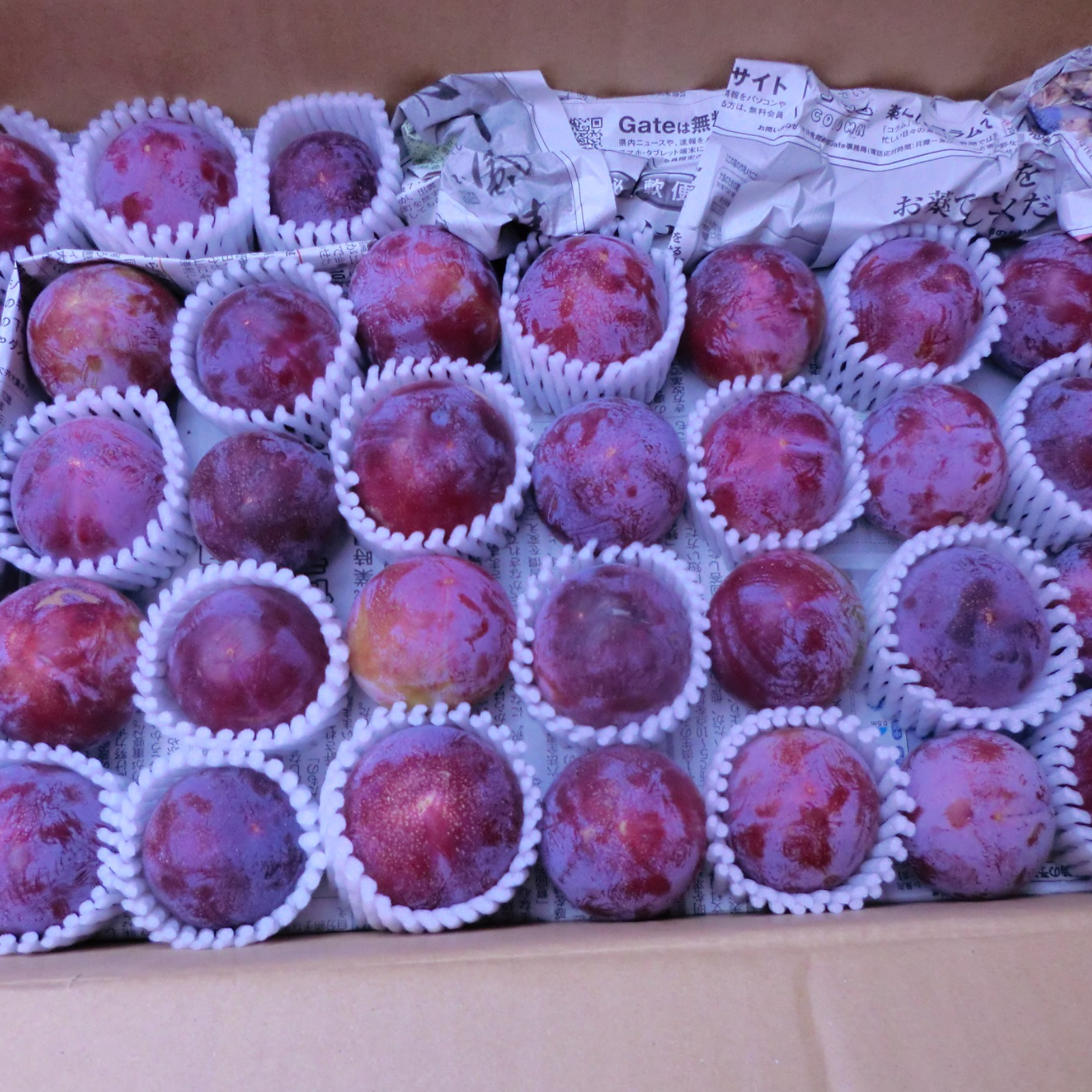 数量限定】極甘すもも 自然栽培 農薬不使用プラム | 果物/すもも