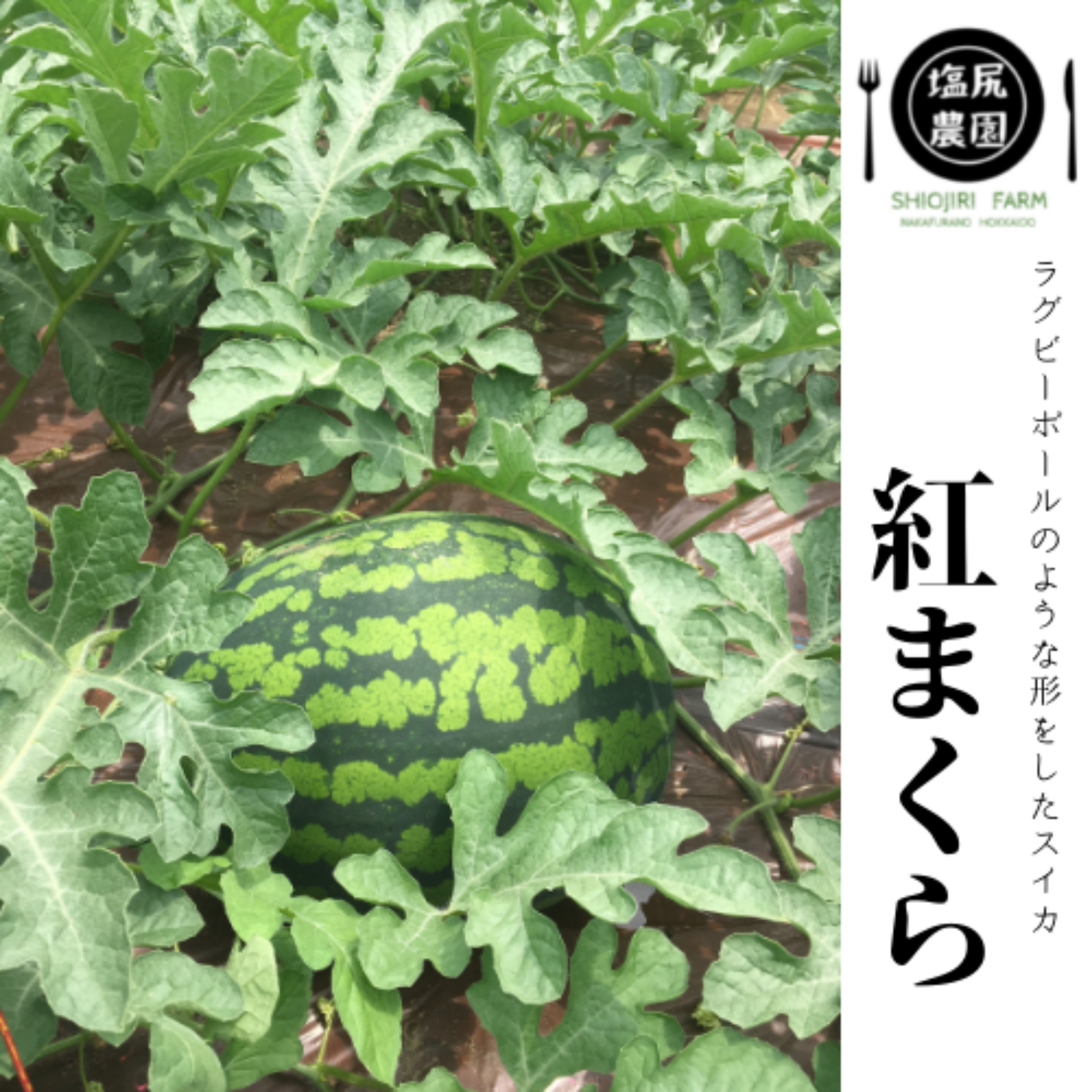 紅まくら ｜ 果物/スイカ 産直アウル 農家・漁師など生産者から直接