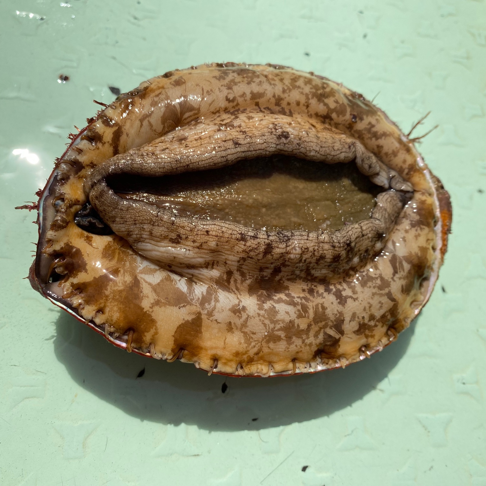 天然！マダカアワビ ｜ 魚介類/アワビ 産直アウル 農家・漁師など生産