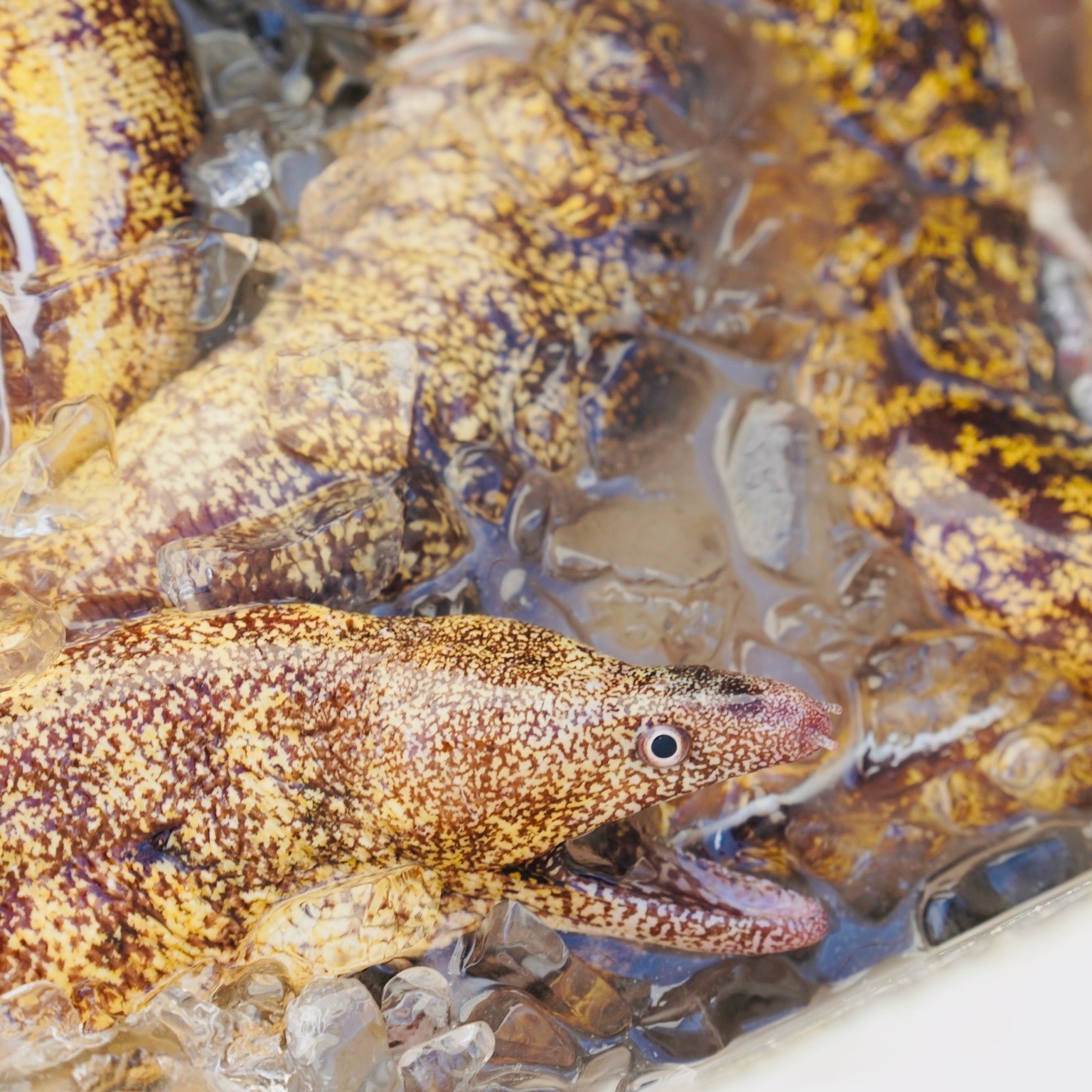 ウツボ5kgボックス【6月16日〜20日どこかで水揚げ発送】 ｜ 魚介類 