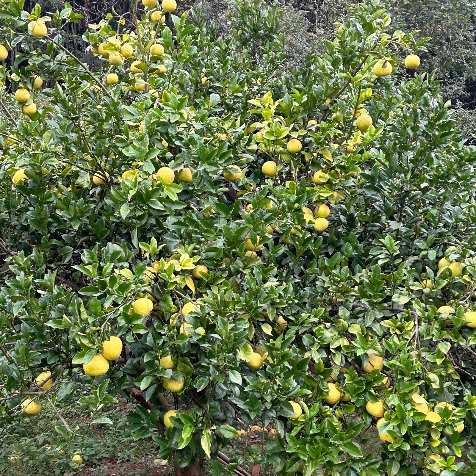 パール柑】✨美味✨大•中混合8玉🍊無農薬栽培※大玉450g〜540g中玉350g