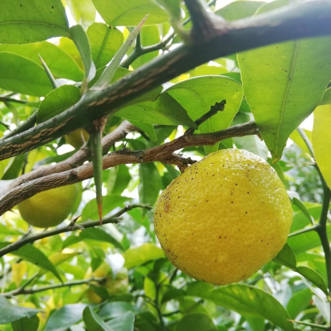 無農薬 ゆず玉 2.5kg ｜ 果物/香酸柑橘(ライム・レモン等) 産直アウル