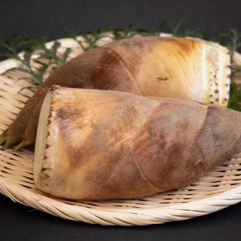 注文をいただいてから収穫！】朝採りたけのこ/大きさおまかせ/送料込み