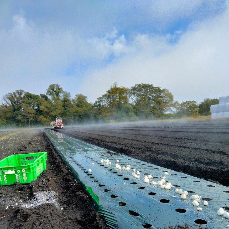 【送料無料】 2025年産 無農薬 バラニンニク 10kg ニンニク 10キロ 送料無料】 2025年産 無農薬 バラニンニク 10kg ニンニク 10キロ 送料