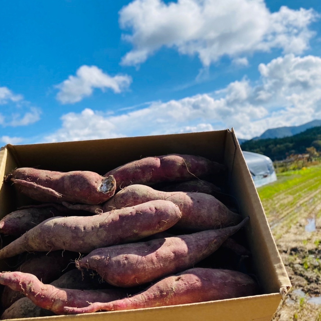 お試し☆小芋 無農薬、有機肥料！ホクホク甘〜い『紅あずま』 ｜ 野菜