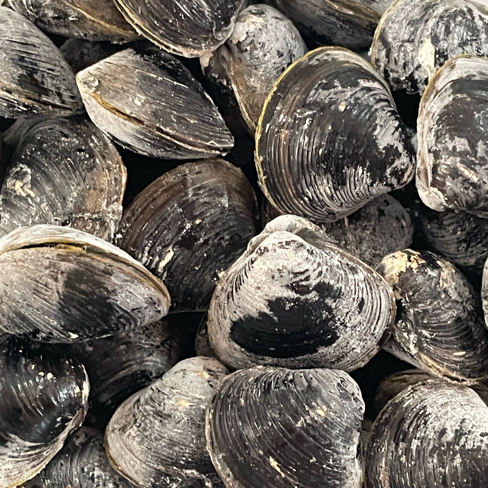 特別価格です】冷凍特大貝3kg ｜ 魚介類/しじみ 産直アウル 農家・漁師