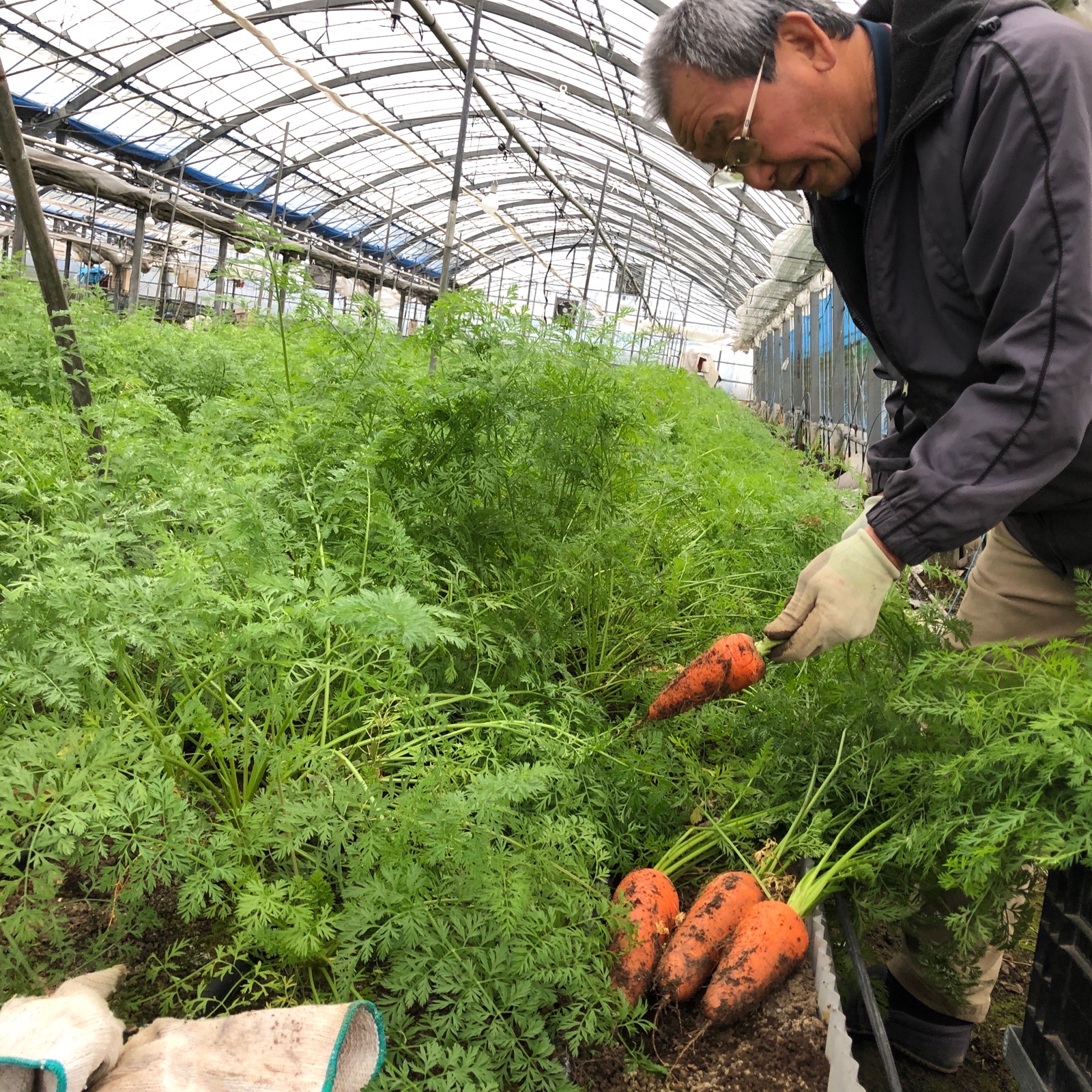 葉付き洗い人参 ｜ 野菜/人参 産直アウル 農家・漁師など生産者から
