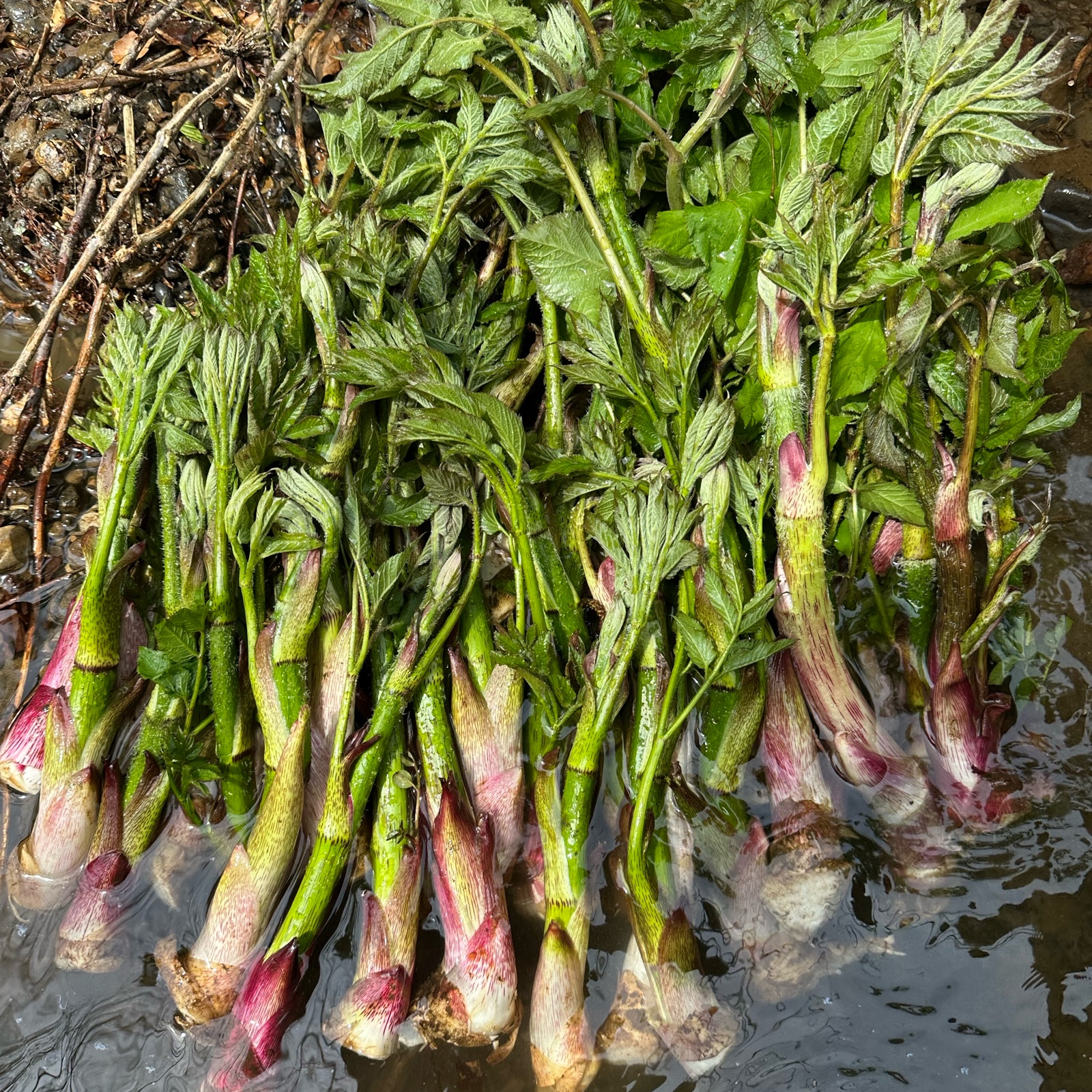 北海道産天然山ウド。5キロ UP。増量発送。 ウド（野菜＞山菜）の産地直送商品一覧（通販・お取り寄せ