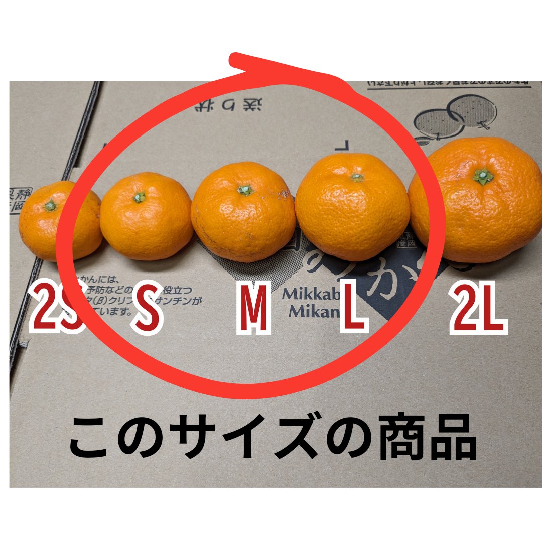 三ヶ日を代表する品種！『三ヶ日青島みかん』ご家庭用10kg ｜ 果物
