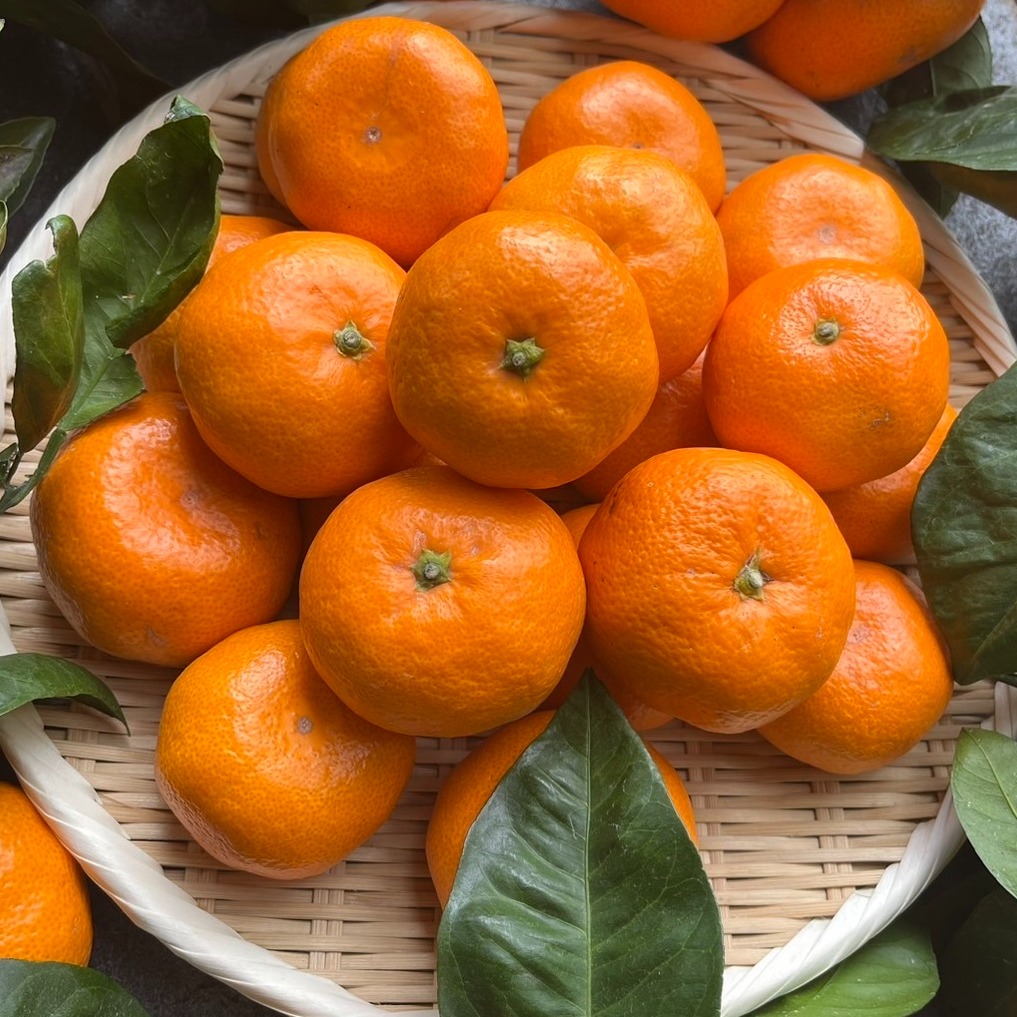 甘い!『青島』温州みかん5㎏ Sサイズ（1㎏あたり10-11個） 湯河原産