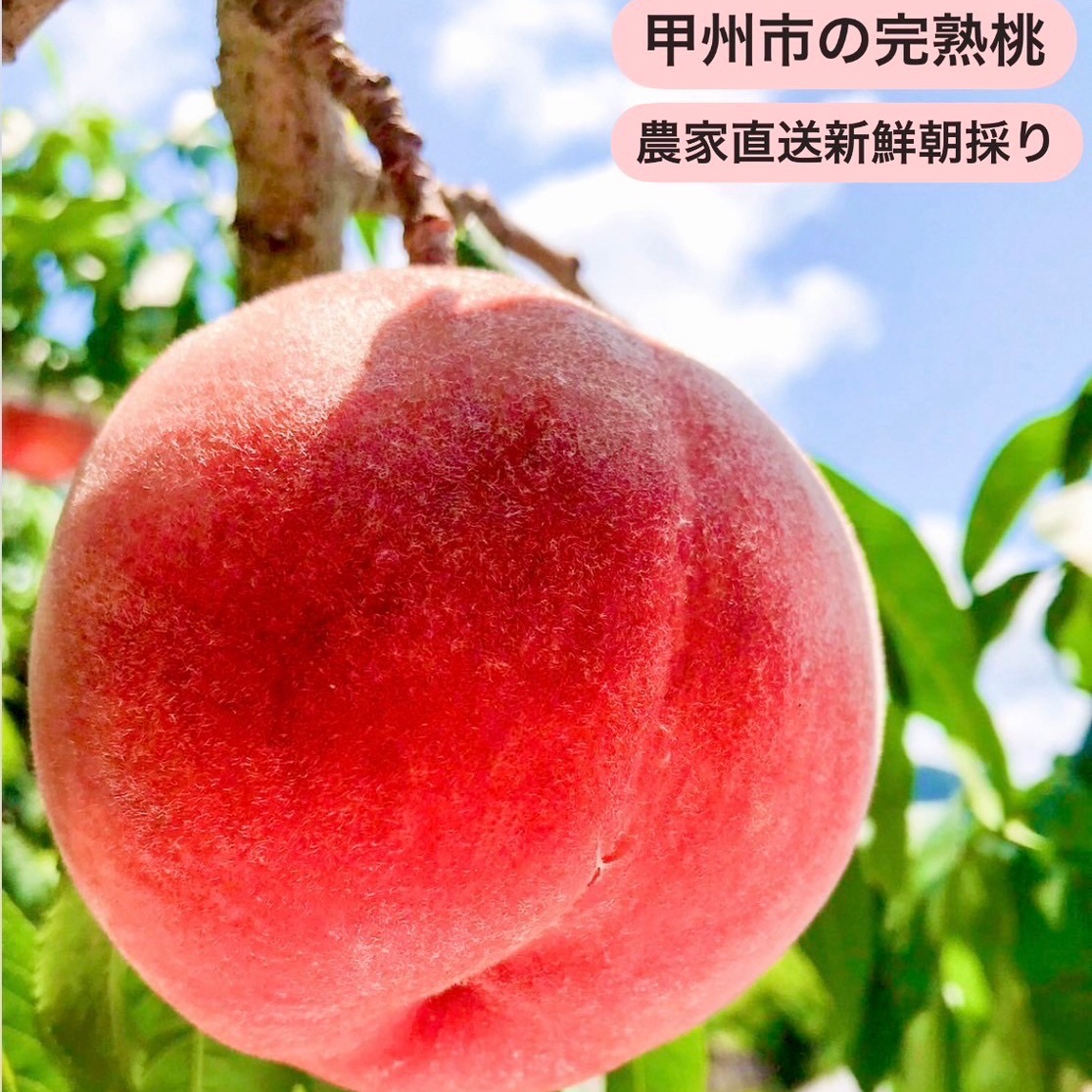 山梨の完熟桃 3kg秀品 ｜ 果物/もも 産直アウル 農家・漁師など生産者