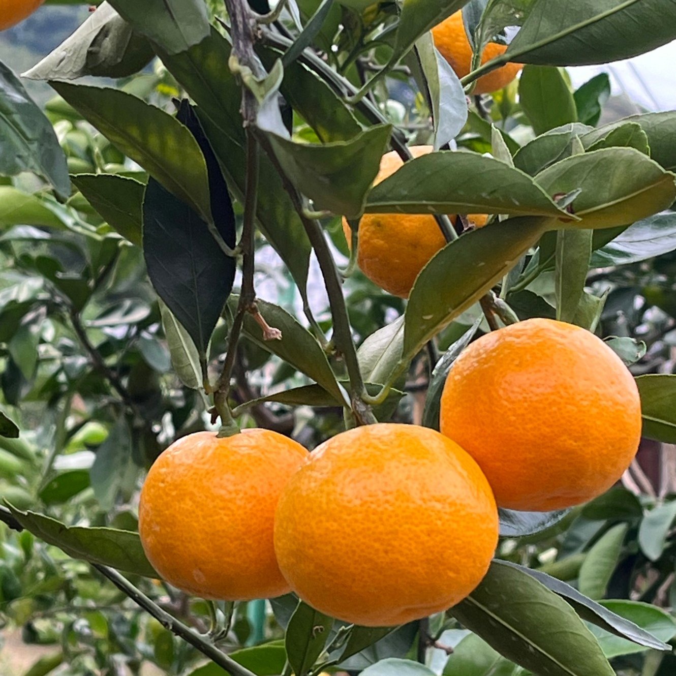 上尚みかん畑🍊の最新投稿「有田のみかん山🍊がオレンジ一色🌳」｜産地