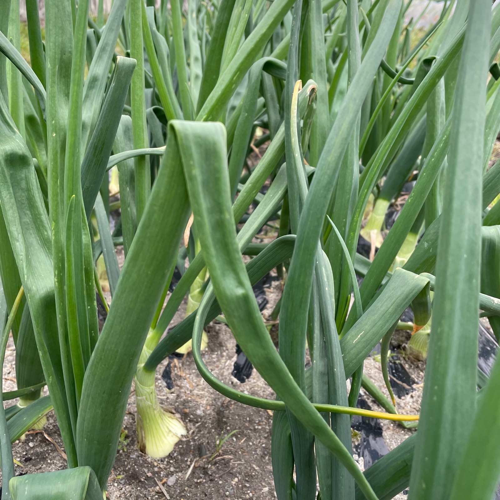 大玉 新玉ねぎ 農薬不使用・化学肥料不使用 マッハ 箱込み5kg ｜ 野菜
