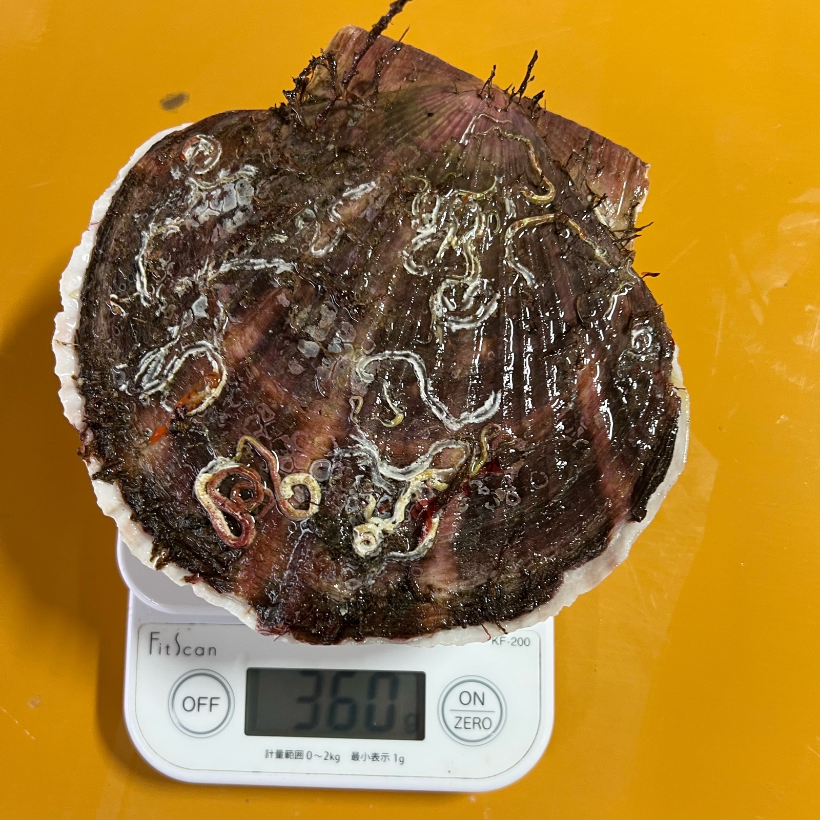 北海道の方限定です！野付産 特大サイズ活ホタテ4キロ12枚前後