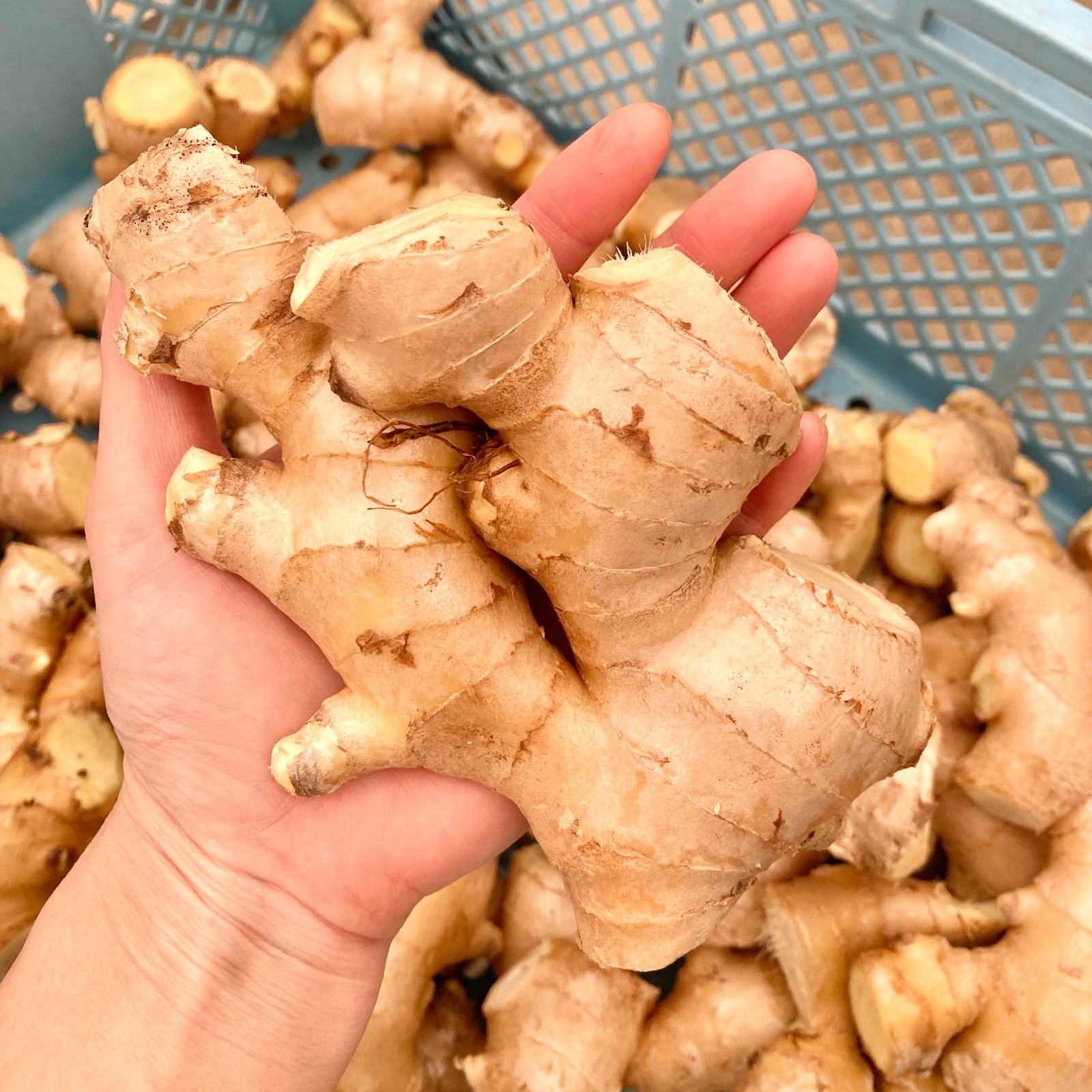 高知県産 生姜 10キロ ｜ 野菜/薬味 産直アウル 農家・漁師など生産者