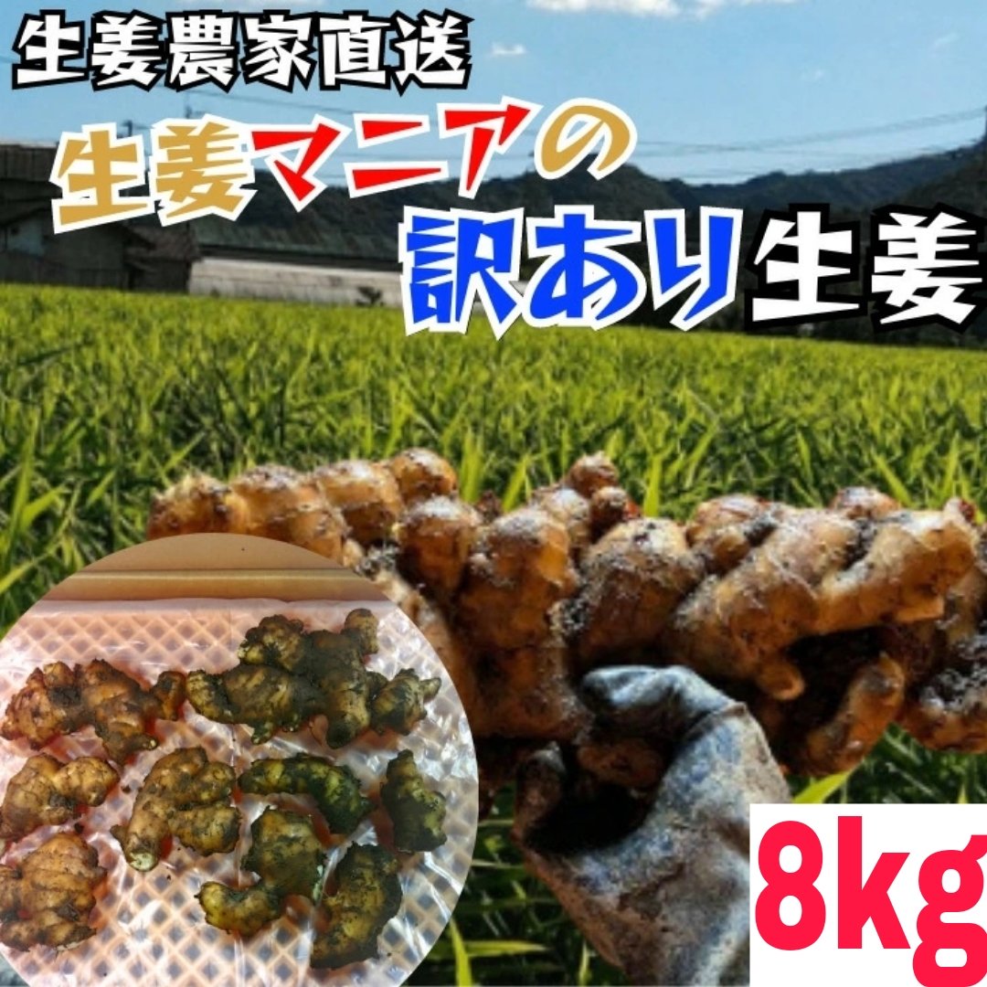 生姜マニアが作る！土佐の大生姜8㎏～訳あり品 高知県産 ｜ 野菜/薬味