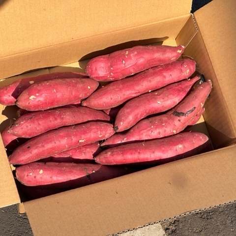 低温熟成保管!!茨城県産紅はるかMサイズ5kg さつまいも サツマイモ