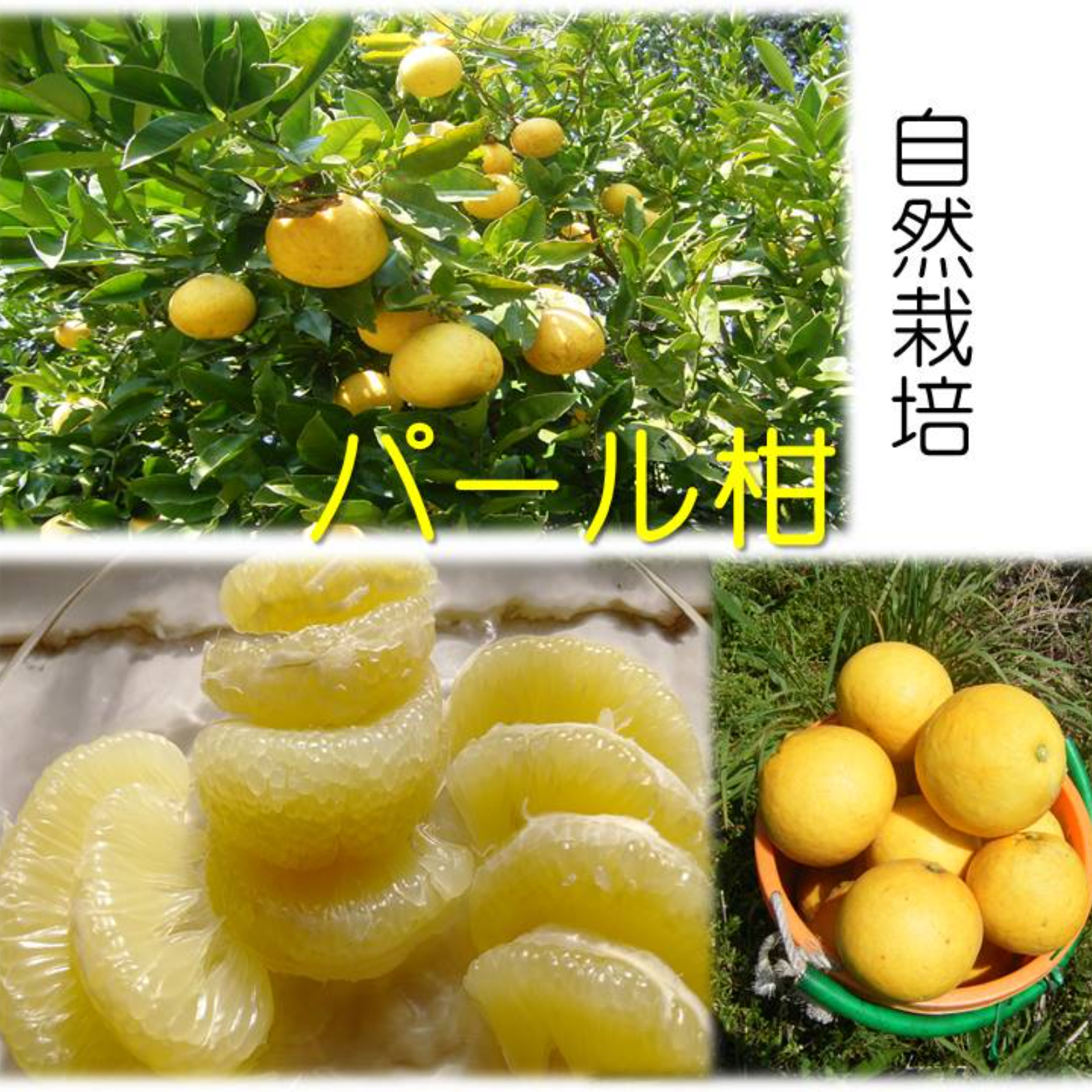 ◎農薬不使用で育てたパール柑（文旦系品種) 2キロ ｜ 果物/オレンジ