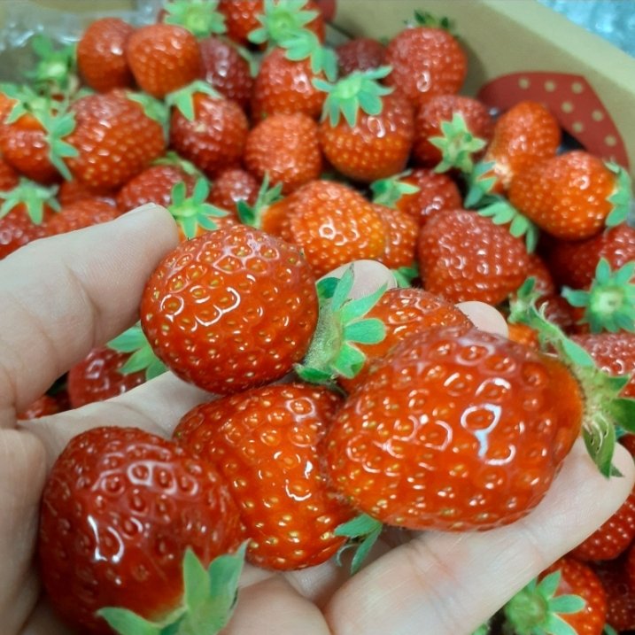クール便】一箱 家庭用 【小粒・小粒B品】いろいろなサイズ