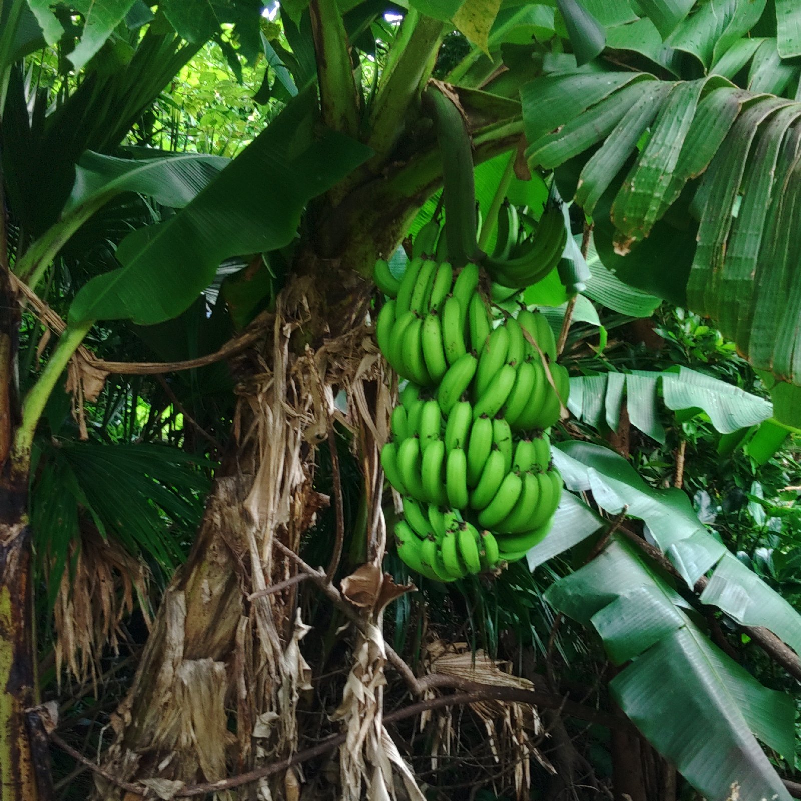 臺湾懐蕉 e48a041c5e8a8f9ff54fa21e7c266a