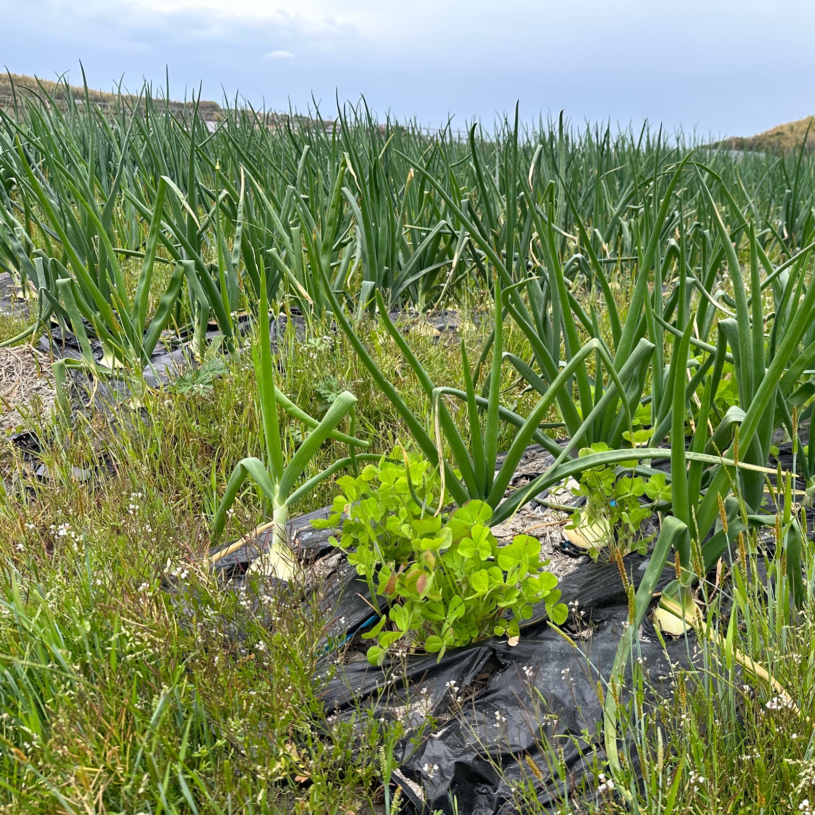 訳あり】農薬、除草剤不使用 淡路島玉ねぎ10kg 生で食べてみて 加熱 