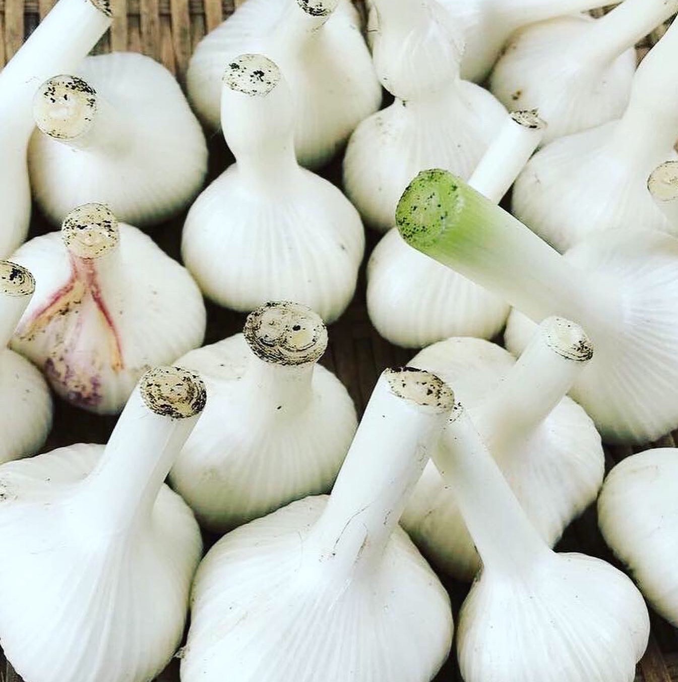 MOA自然農法 生にんにく 10kg ｜ 野菜/にんにく 産直アウル 農家・漁師