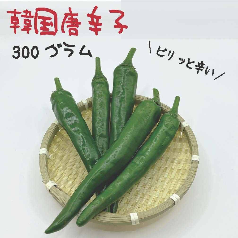 韓国唐辛子 約300g 宮崎産 青唐辛子 フレッシュ 収穫後農園から