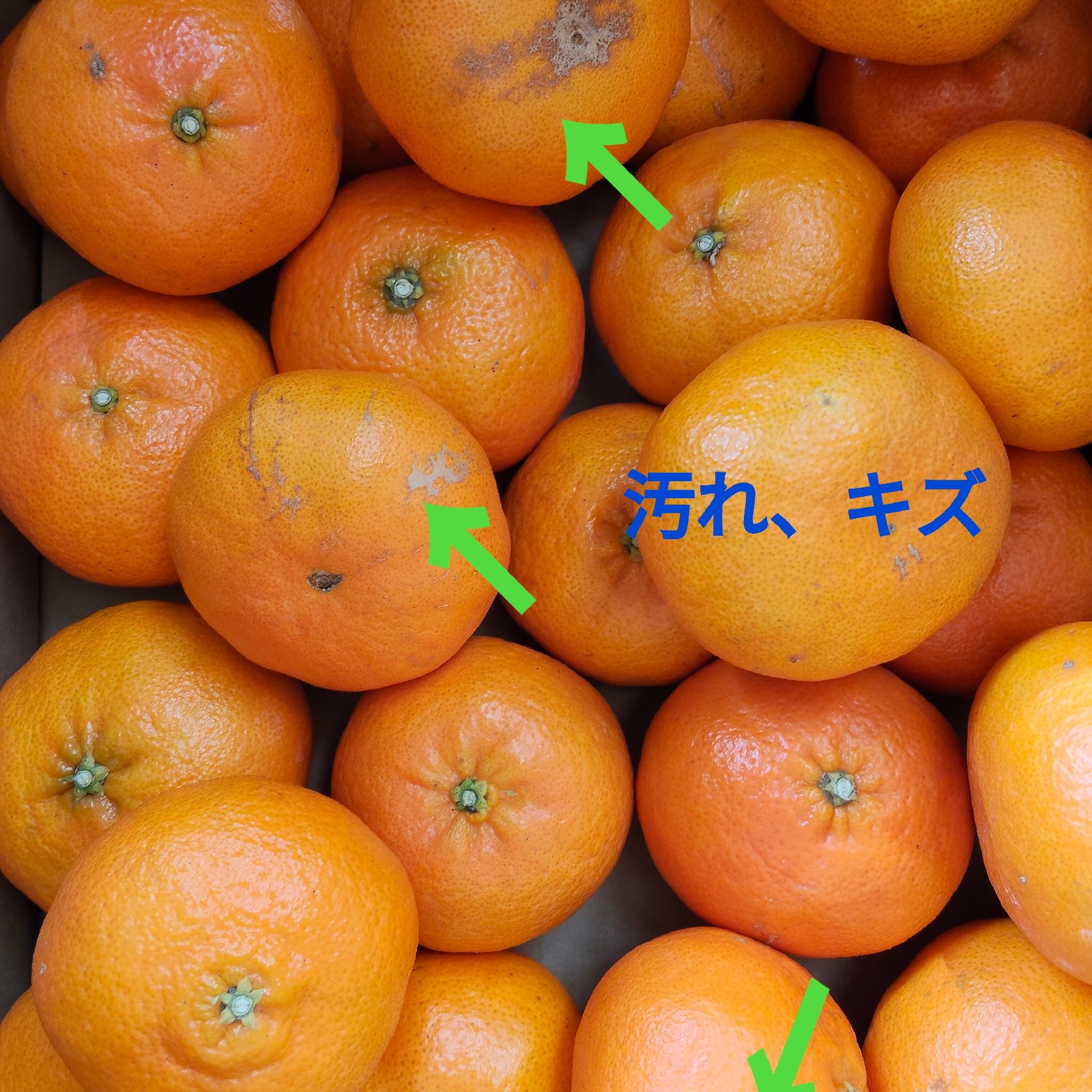 甘平9㌔ 九州〜東北へ発送の方専用ページ | 果物/オレンジ・その他