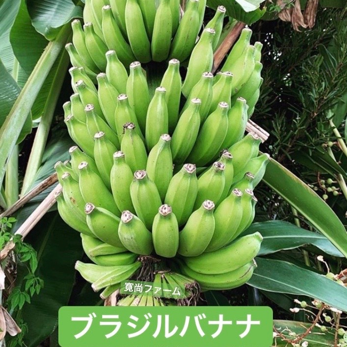 寛尚ファームのバナナ3kg ｜ 果物/バナナ 産直アウル 農家・漁師など