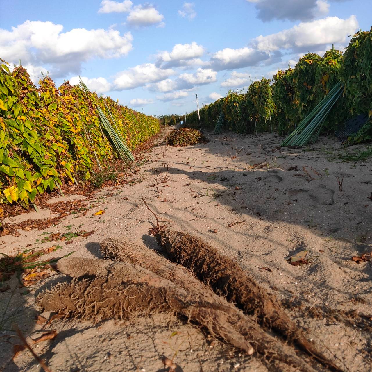 家庭用】ねばりっこ とりたて 10kg程度 長芋 とろろ ねばり 山芋 バラ