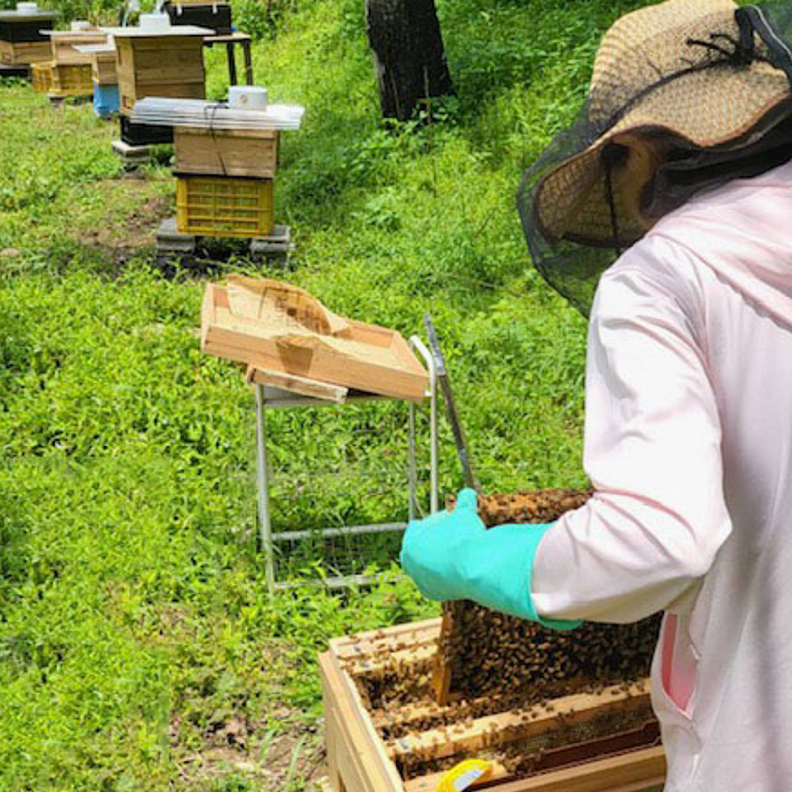 送料込] 非加熱 生はちみつ 岡山百花蜜［神の使いHONEY］ ｜ はちみつ 