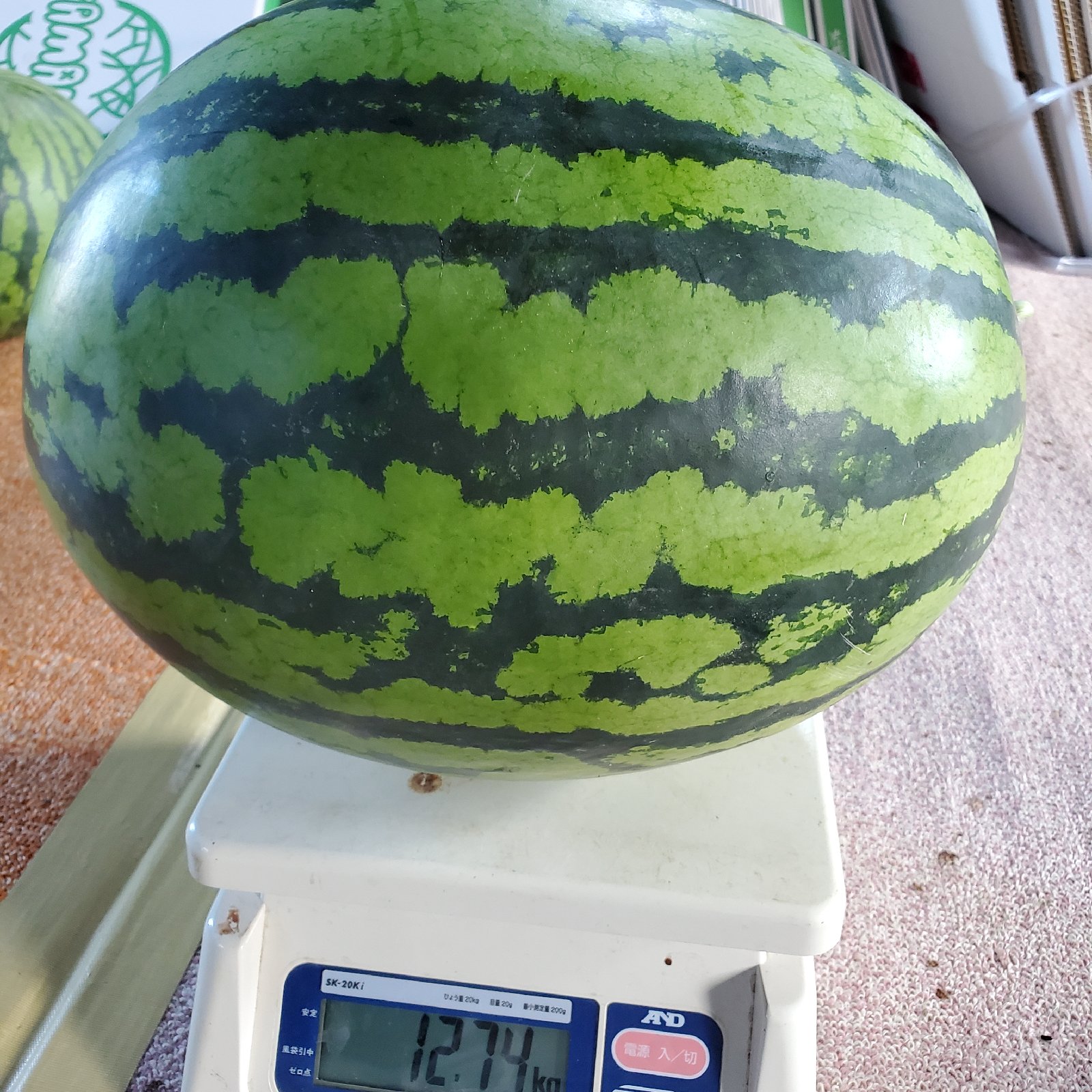 紅まくら 12kg 1玉 北海道産 ｜ 果物/スイカ 産直アウル 農家・漁師