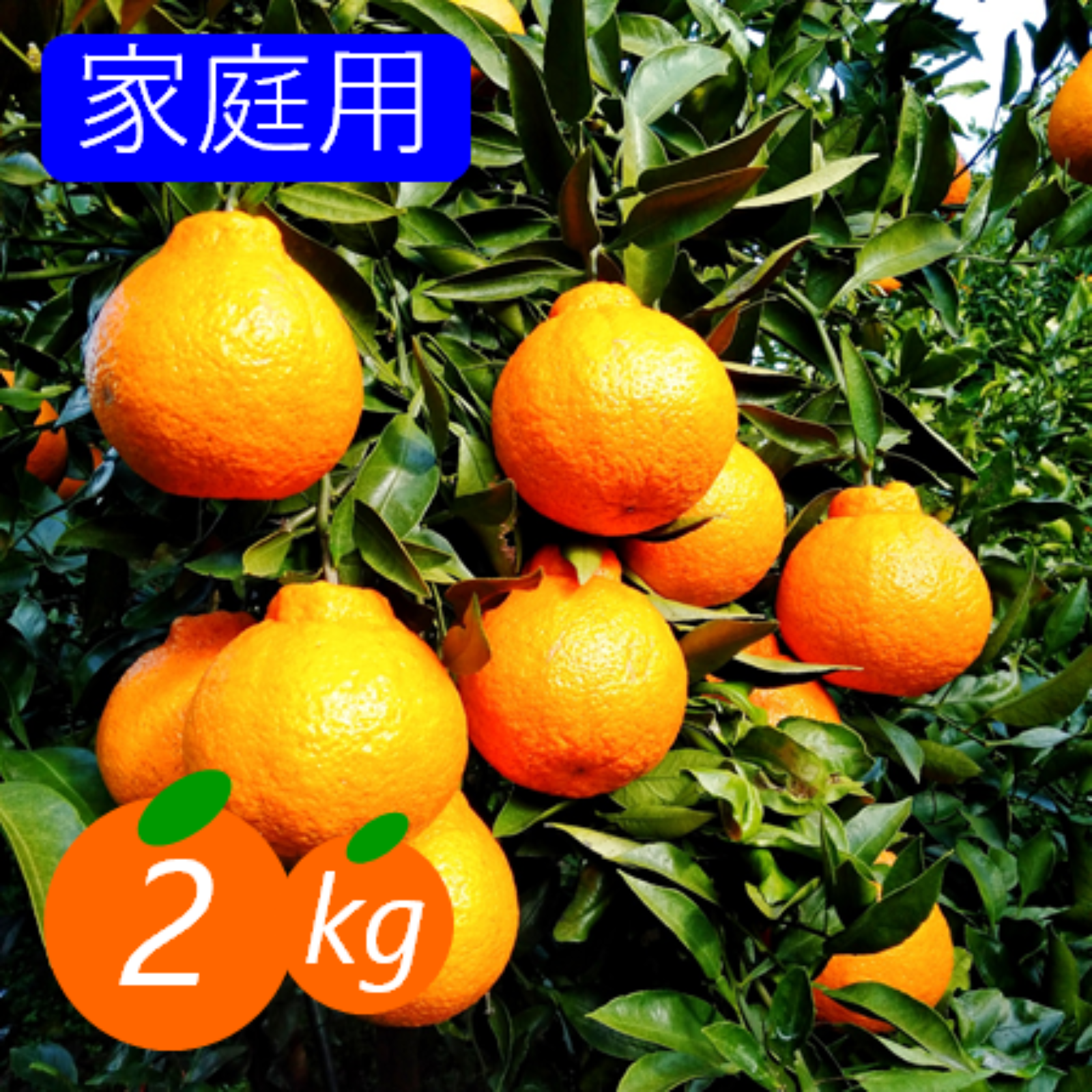 家庭用】不知火 2kg 糖と酸のせめぎ合い♡スッキリ系ジューシー柑橘