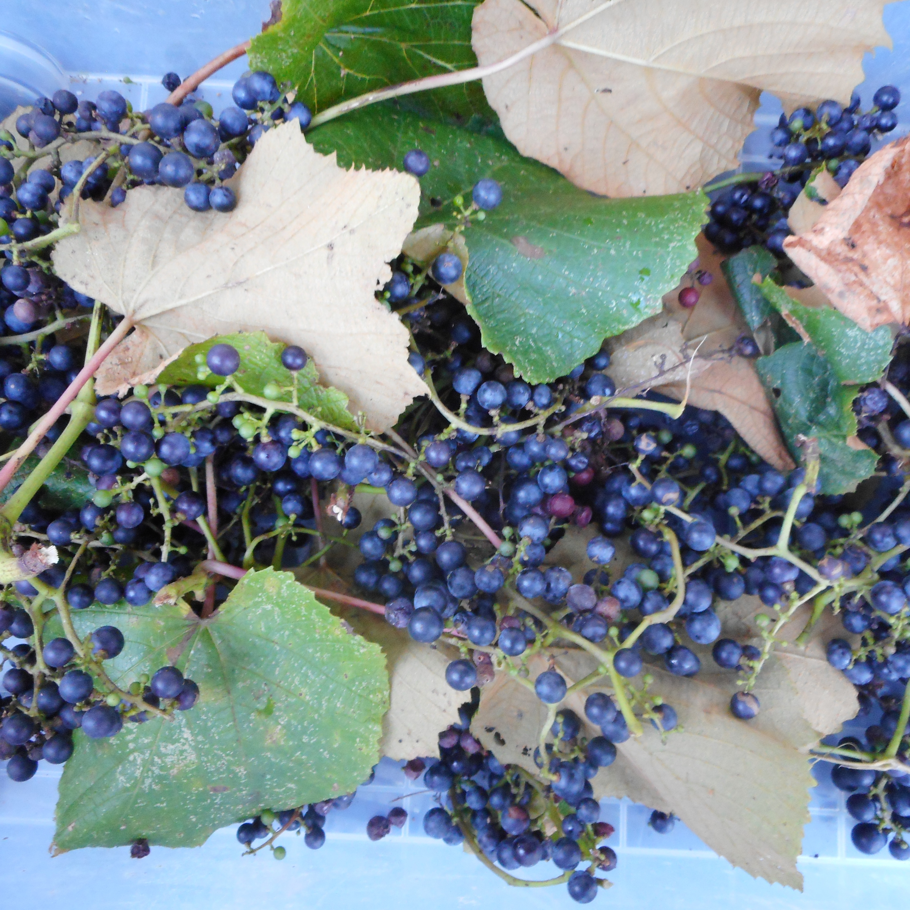 山葡萄の生成り6kg前後　訳ありお買得品　北海道産