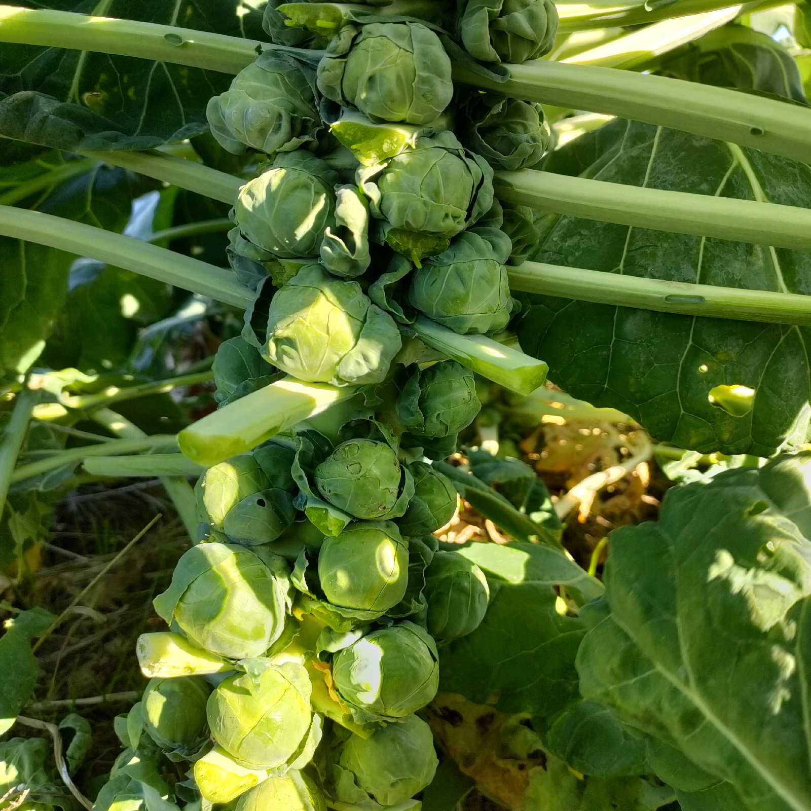 静岡県産 芽キャベツ900g〜1kg入り | 野菜/その他野菜 産直アウル 農家