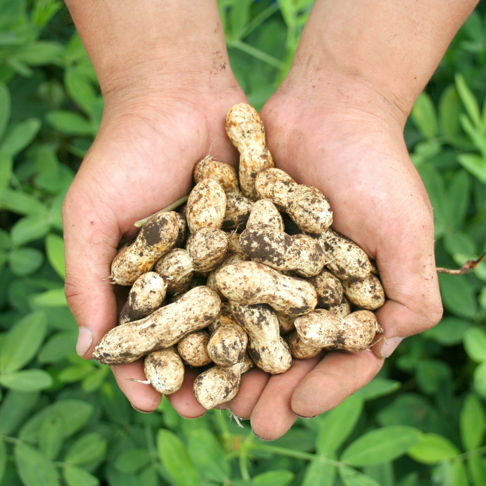 採れたて生落花生3kg無農薬無化学肥料収穫当日发送