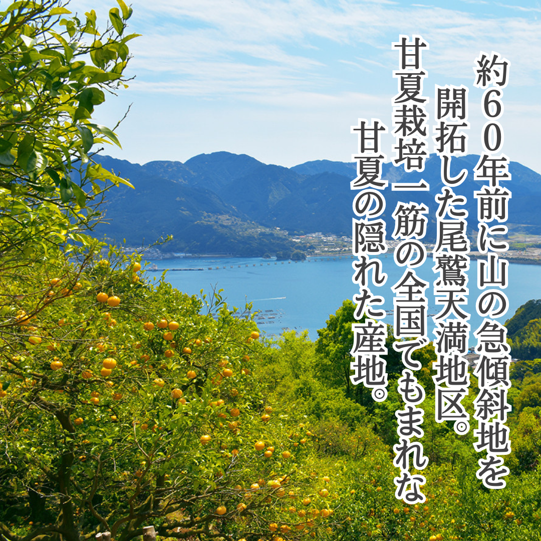 栽培期間中：農薬不使用】尾鷲の木成り完熟雨夏（甘夏）5kg ｜ 果物