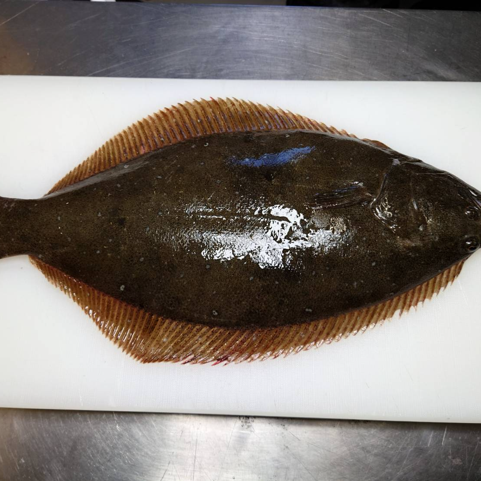 3.4袋白 津軽 d411102ヒラメ