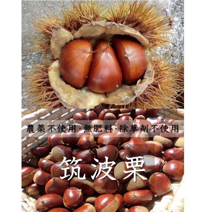 品種　筑波　b 宮崎県産　栗　約10キロ