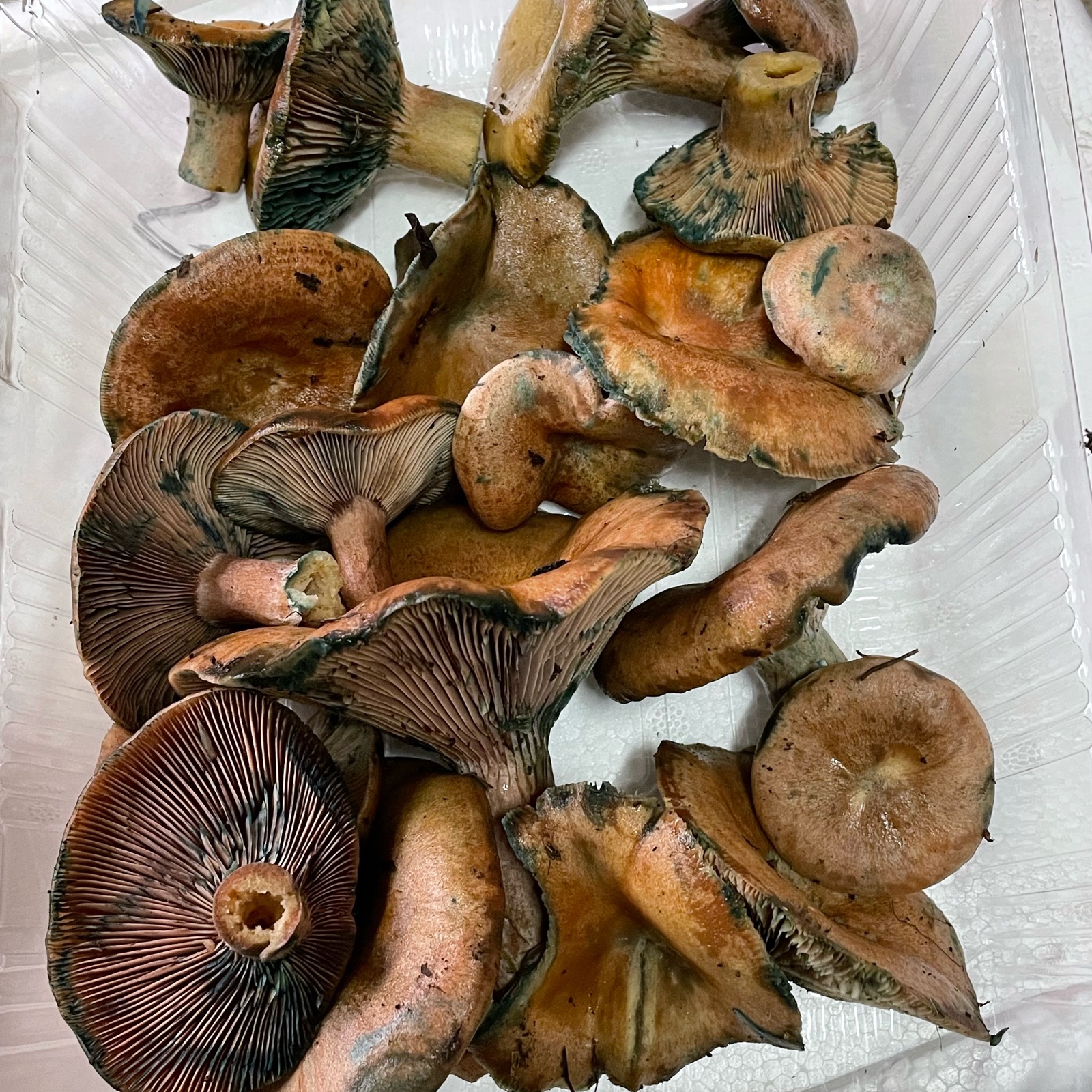 e60810f4cc4820af2565d4f9122486