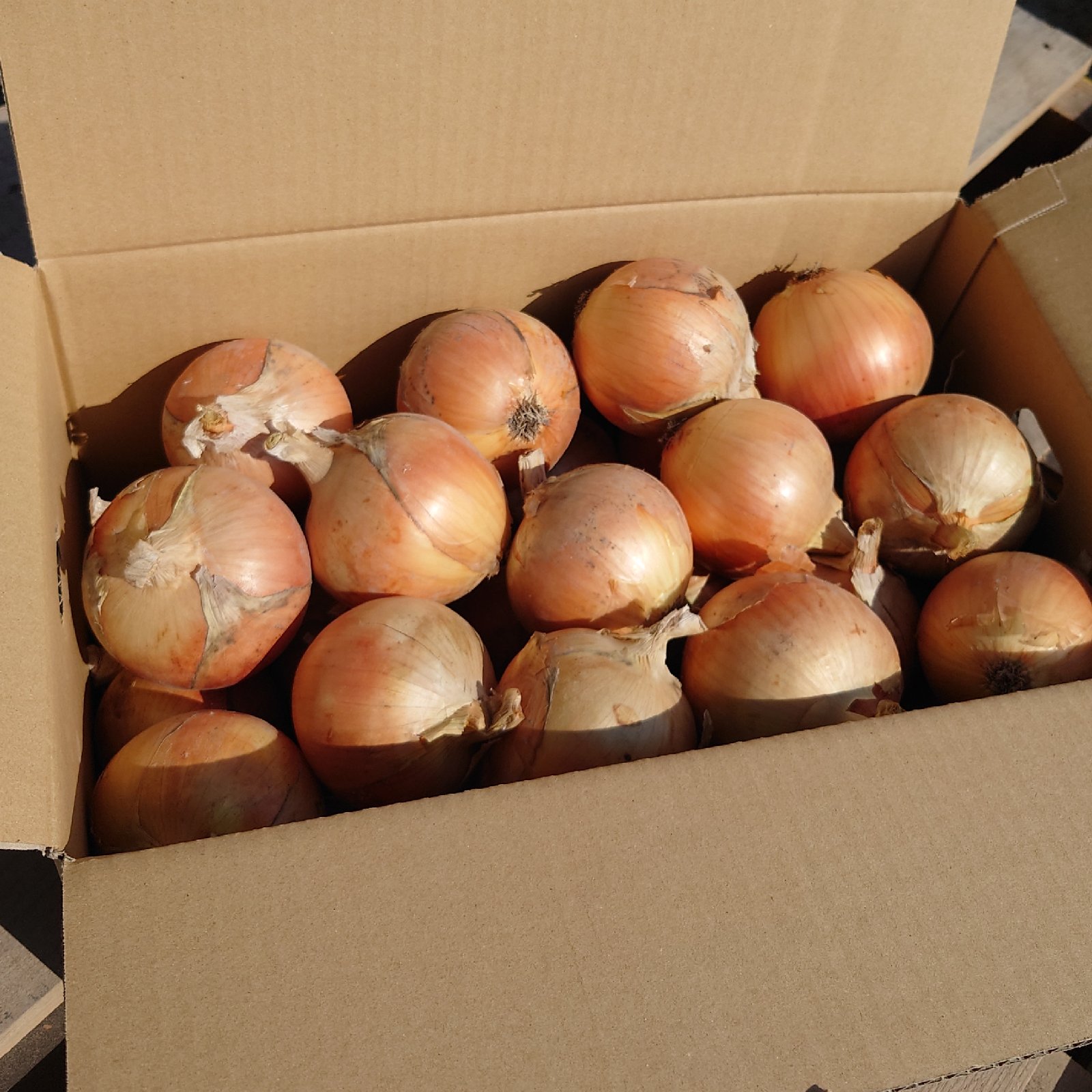 淡路島玉ねぎ 秀品 9kg (中生 ターザン) | 野菜/玉ねぎ 産直