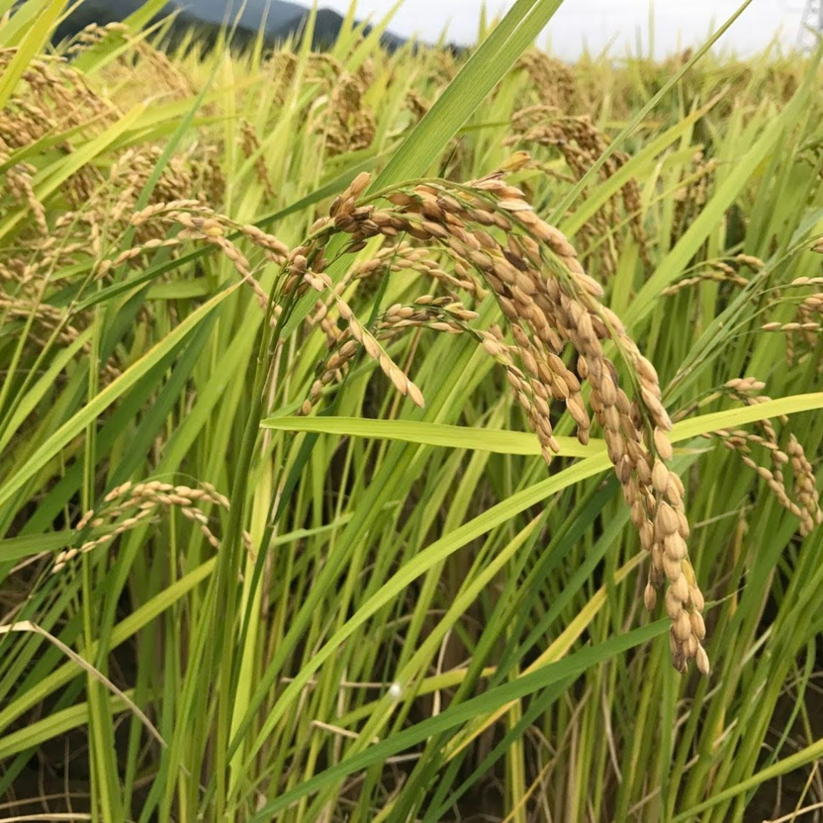 令和5年度産 徳島県産白米アキサカリ | 米・穀物/米/精米 産直
