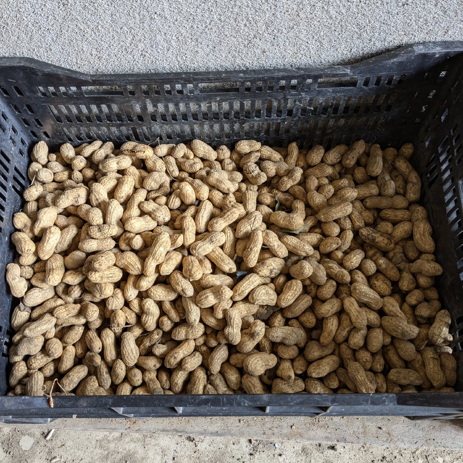 福岡県産 生落花生 1.5kg ｜ 野菜/その他野菜 産直アウル 農家・漁師