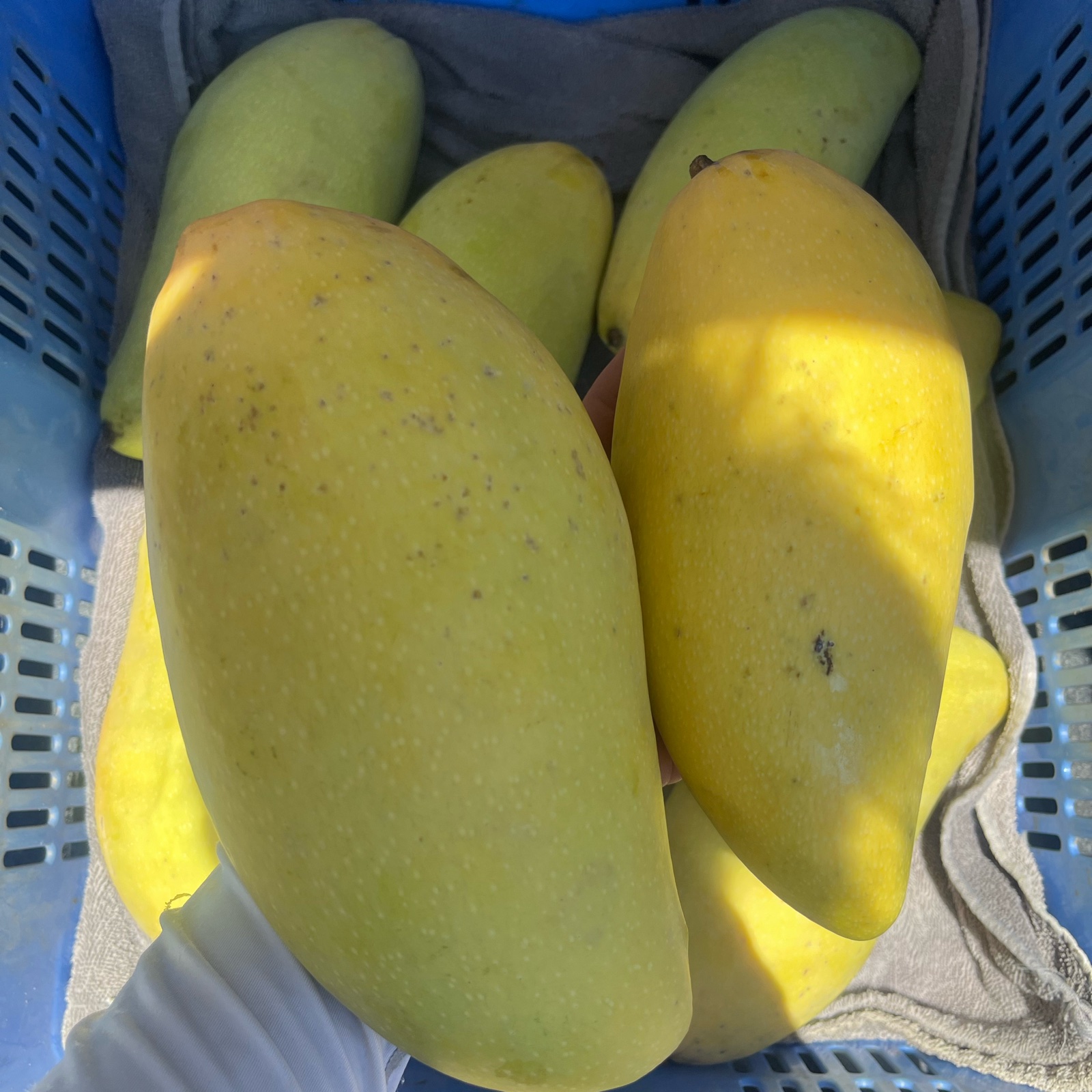 希少〉金煌(きんこう)マンゴー 4kg(4玉前後)～ ※傷あり！ ｜ 果物