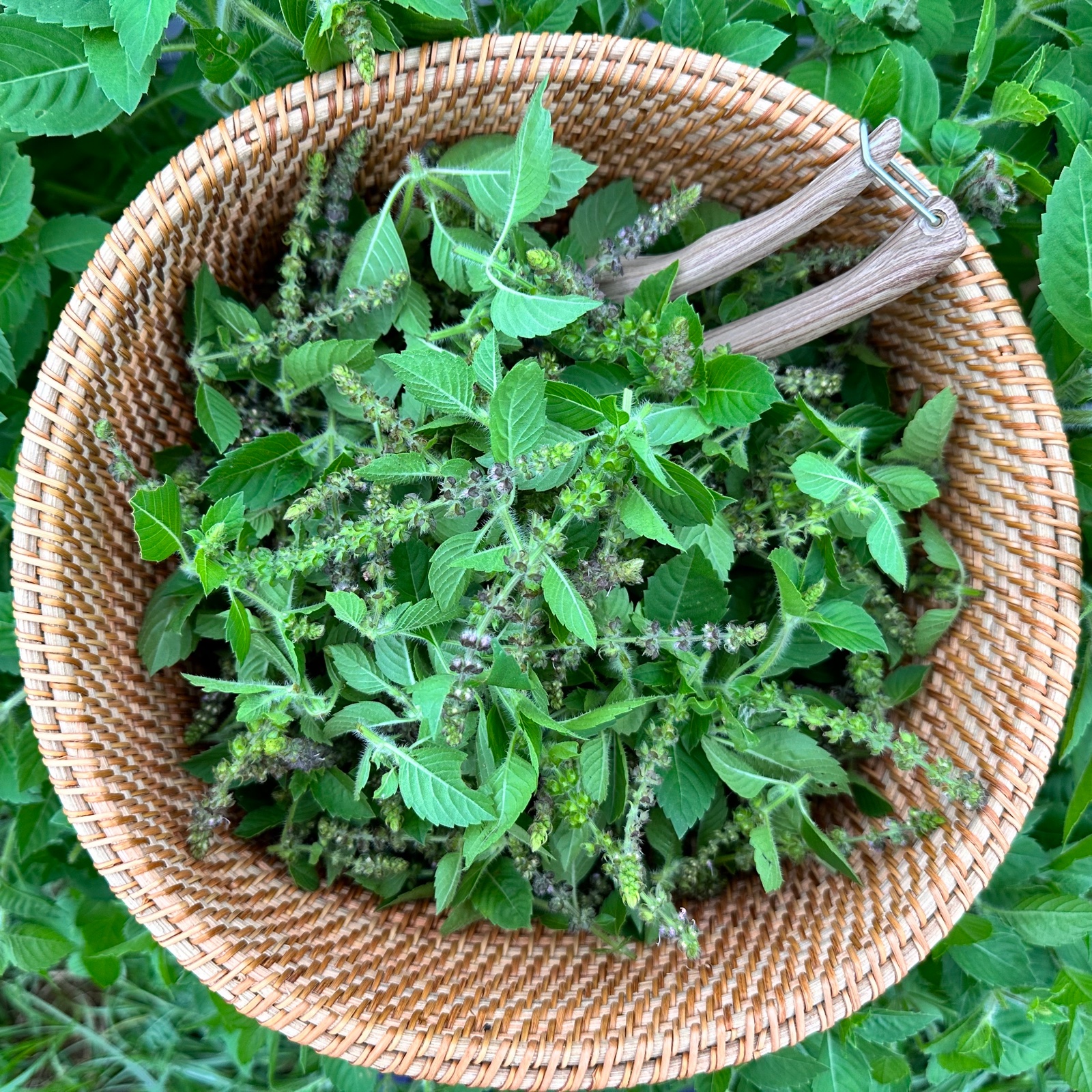 ホーリーバジルティー【カプーアトゥルシー】10包 | お茶/ハーブティー