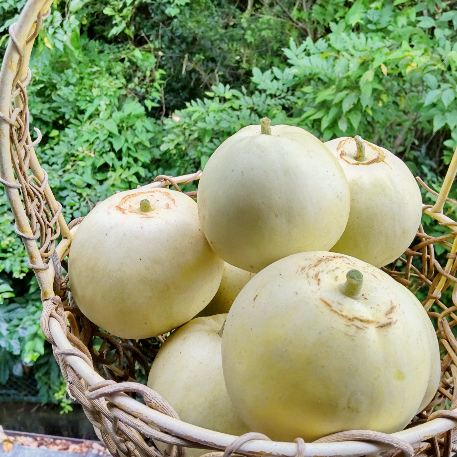 自然栽培　固定種　在来種　たけのこ　野菜詰め合わせ　農薬不使用 自然栽培　固定種　在来種　たけのこ　野菜詰め合わせ　農薬不使用