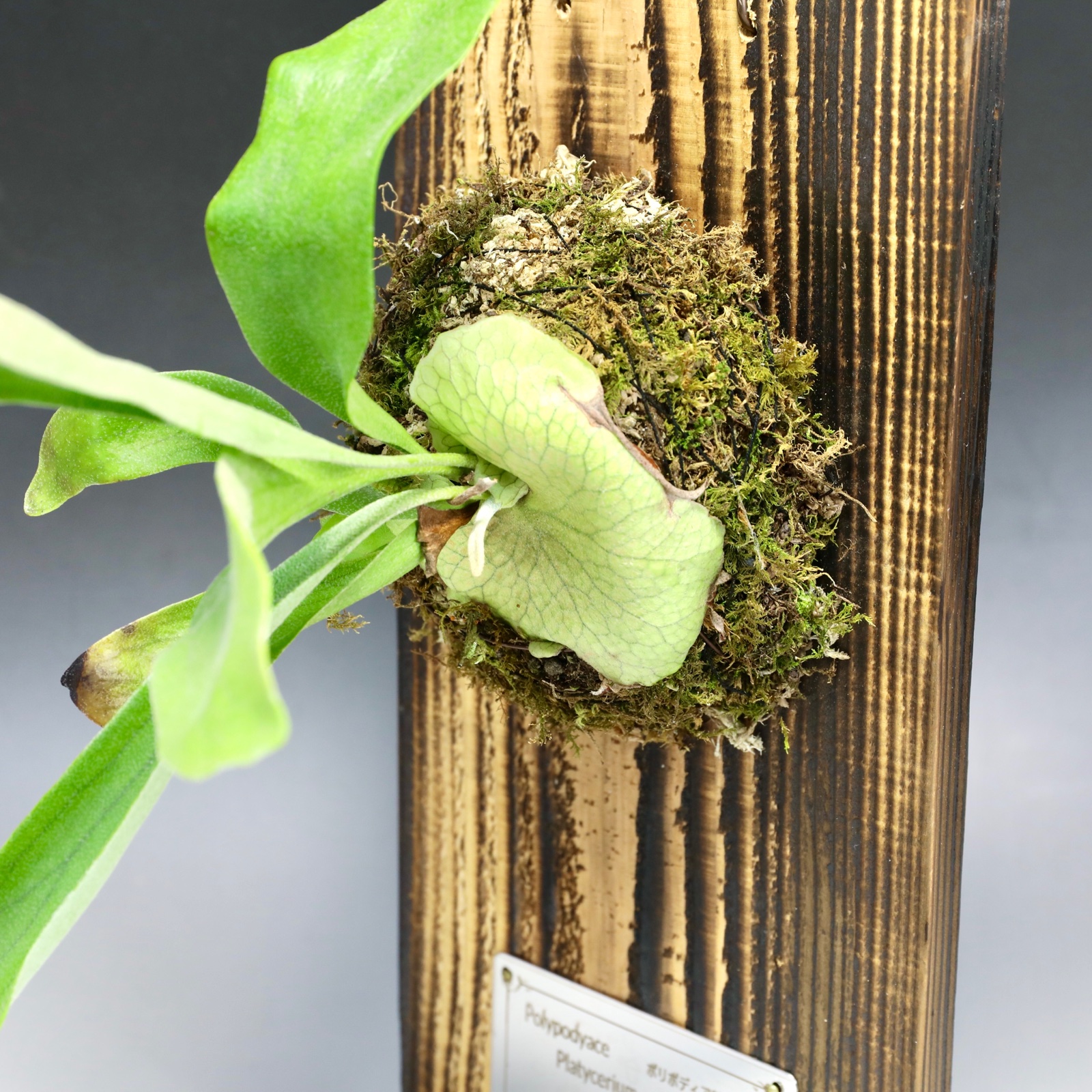 板付きビカクシダ ｜ 花・植物/花・植物 産直アウル 農家・漁師など