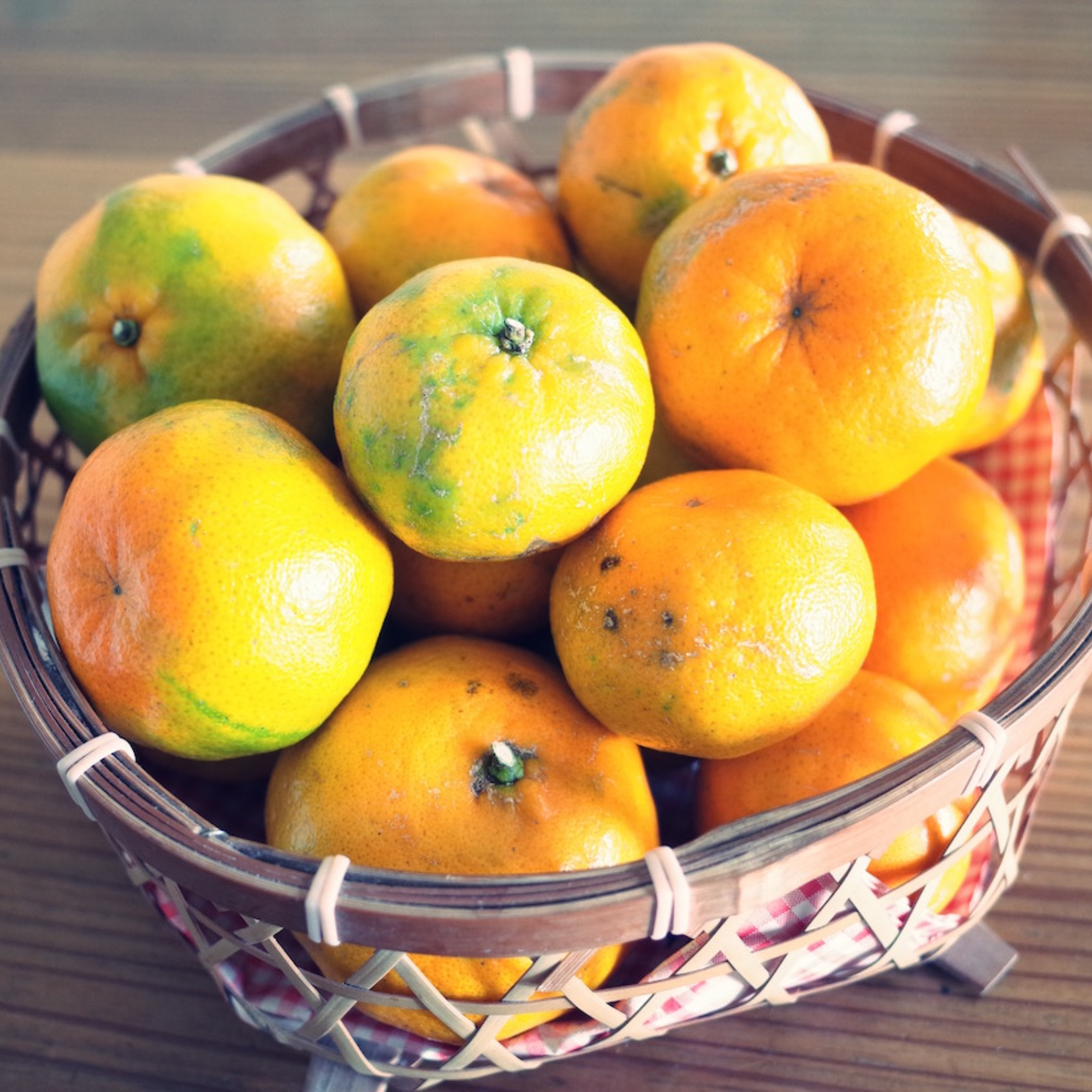 無選別＊自然栽培の屋久島ポンカン（約10kg、12月中旬販売開始